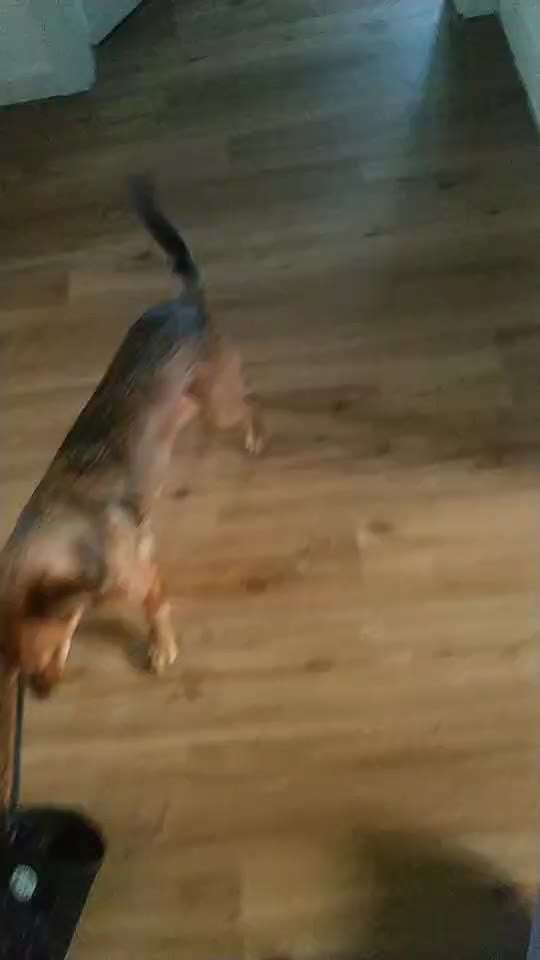 Impulskontrolle Challenge Nr. 5: Lekkerli zurück bringen-Beitrag-Bild