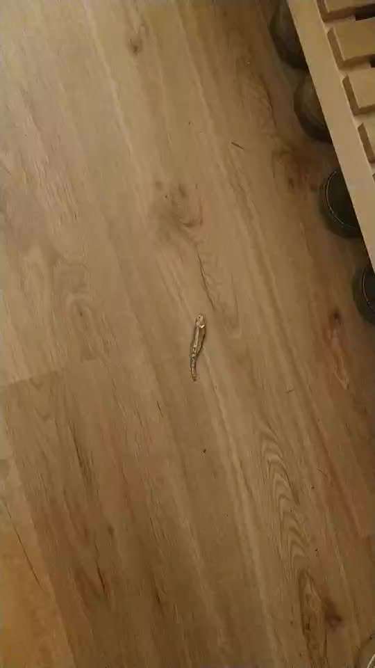 Impulskontrolle-Challenge Nr. 2: Vorbei laufen-Beitrag-Bild