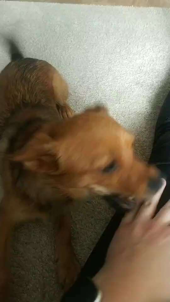 Video-Challange Nr. 9
Der unsinnige Hund-Beitrag-Bild