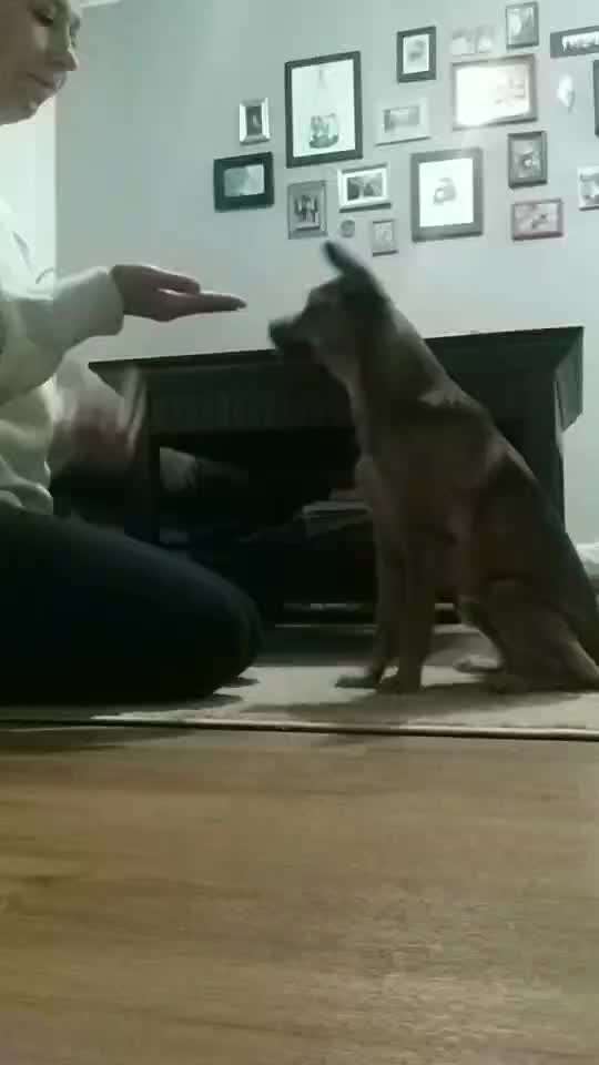 Impulskontrolle-Challenge Nr. 1: 10 Leckerli Spiel-Beitrag-Bild