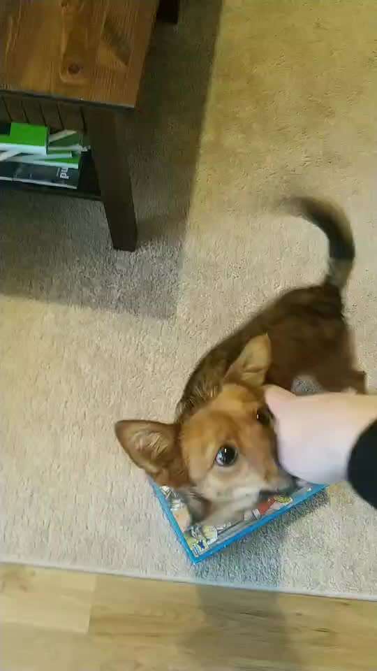 Trick Challenge 24 ,,Elefantentrick"-Beitrag-Bild