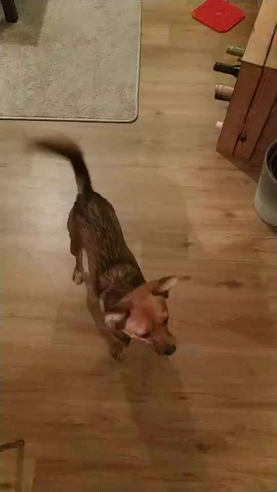 Impulskontrolle Challenge NR .4.           STOP/STEH/ WARTE-Beitrag-Bild