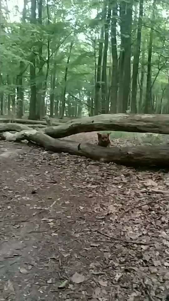 Was können eure Ohren so? ;)-Beitrag-Bild