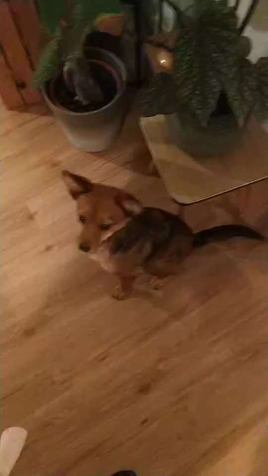 Impulskontrolle Challenge NR .4.           STOP/STEH/ WARTE-Beitrag-Bild