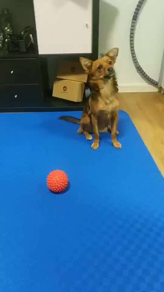 Trick Challenge Nr. 21 Treibball-Beitrag-Bild