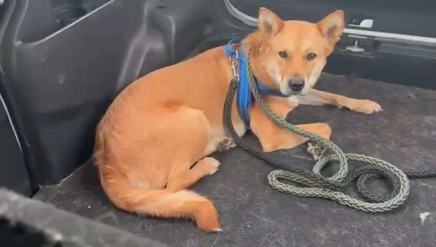 6Std Autofahrt mit ATS Hündin nach Flug. Bitte Tipps.-Beitrag-Bild