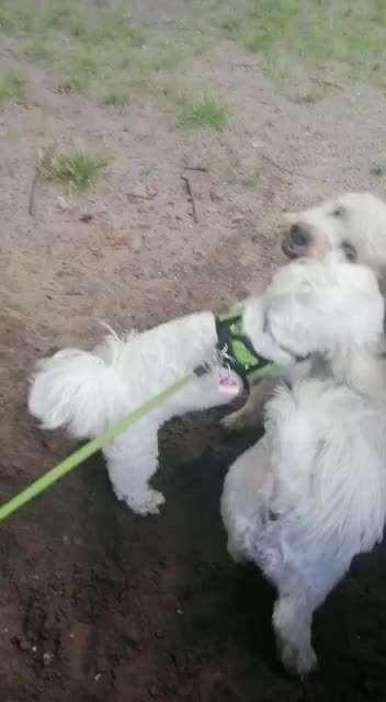 Bester Freund, Hundekumpel - zeigt her!-Beitrag-Bild