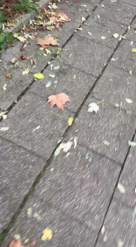 Leinenführigkeit - Hund ist es egal-Beitrag-Bild