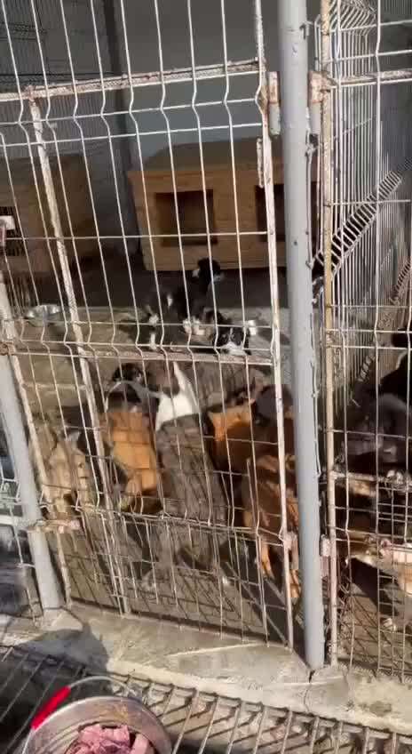 Politische Haltung als Ausschlusskriterium bei der Hundevermittlung?-Beitrag-Bild