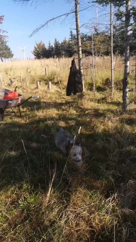 3-Beiniger Junghund-Beitrag-Bild