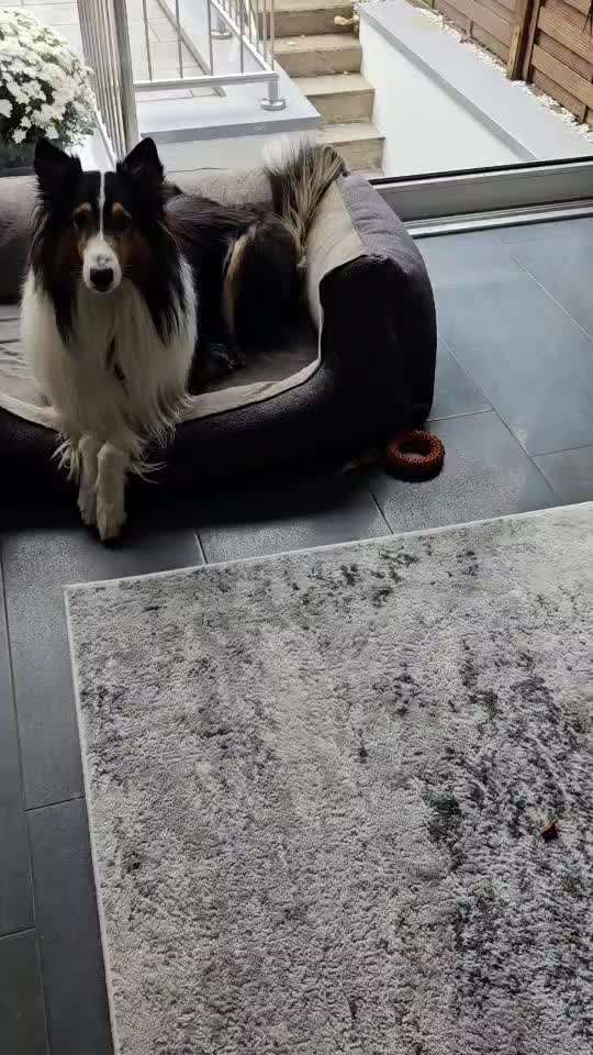 61. impulskontroll  Übung  : schnüffeln aber mit Pause-Beitrag-Bild