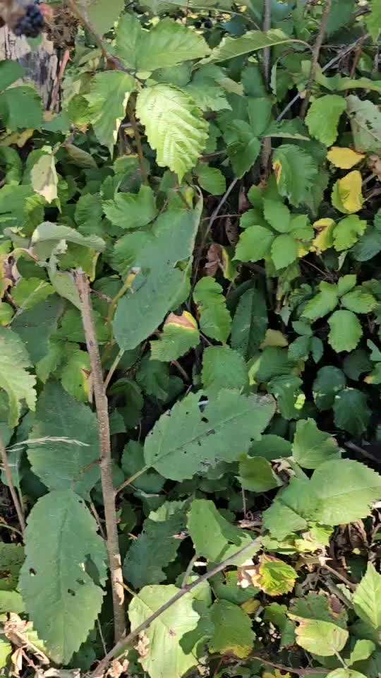 58.Impulskontrollchallenge " Geduld haben !"-Beitrag-Bild