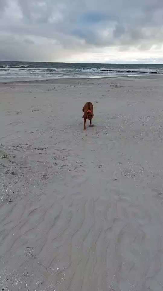 Rhodesian Ridgeback-Beitrag-Bild