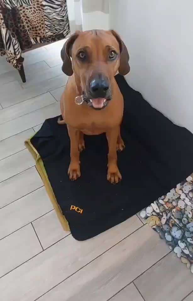 Rhodesian Ridgeback-Beitrag-Bild