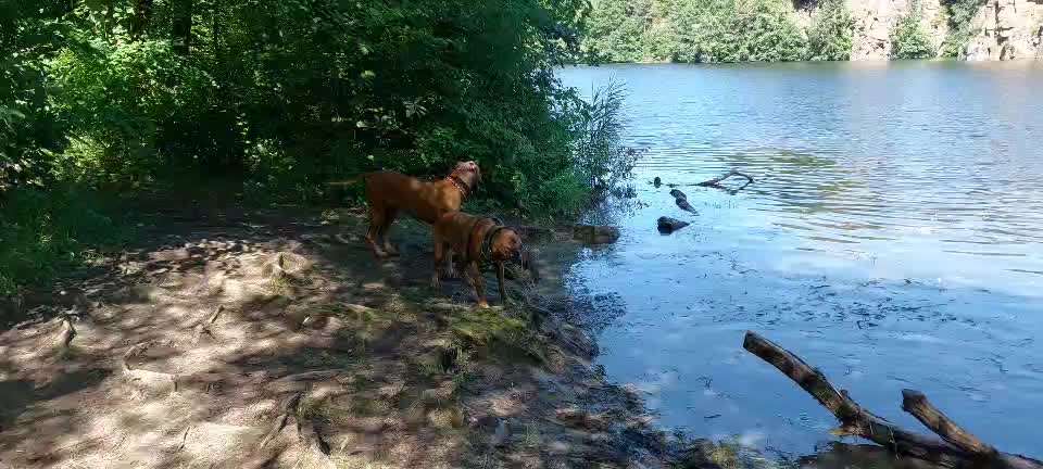 Rhodesian Ridgeback-Beitrag-Bild