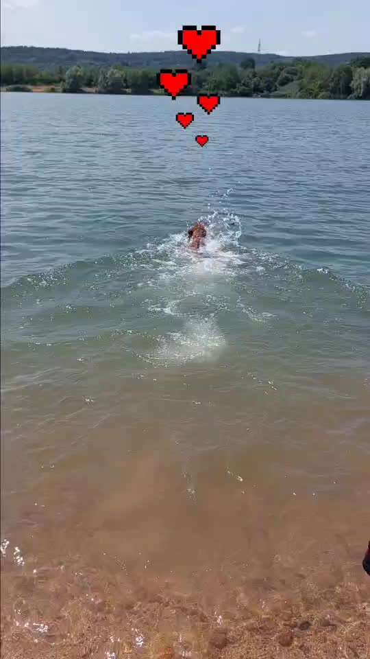 Rhodesian Ridgeback-Beitrag-Bild