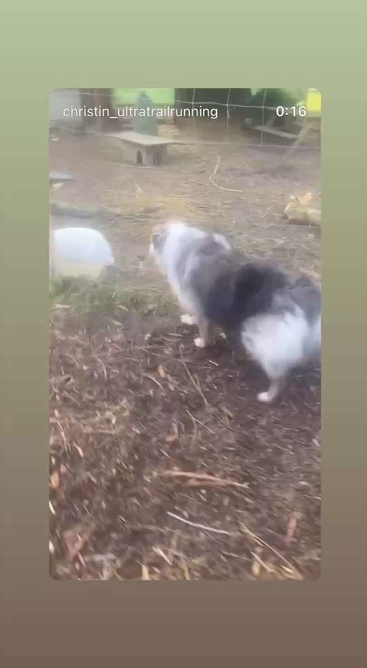 aktuelles Foto Gruppe Australian Shepherd