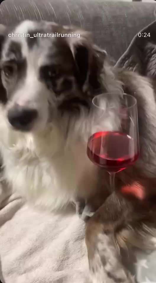 aktuelles Foto Gruppe Australian Shepherd