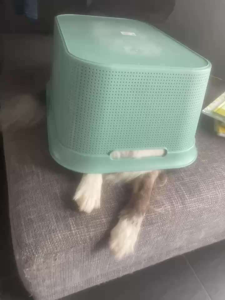 aktuelles Foto Gruppe Australian Shepherd