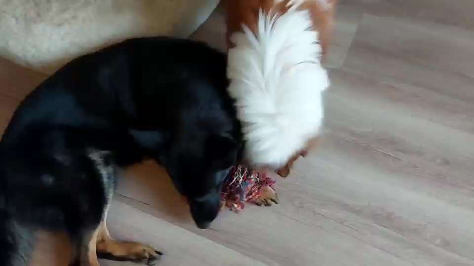 Zeigt hier Euer liebstes Video Eurer Hunde-Beitrag-Bild