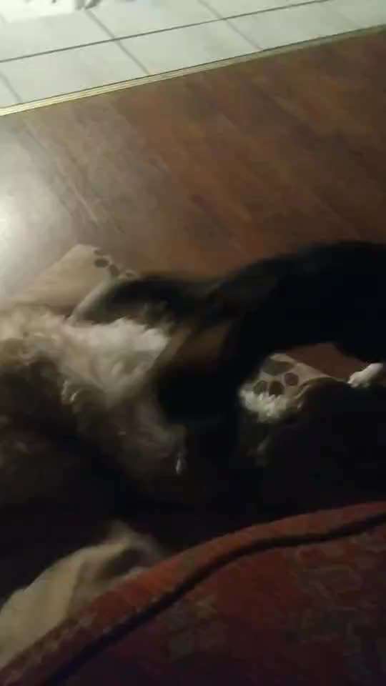 Zeigt hier Euer liebstes Video Eurer Hunde-Beitrag-Bild