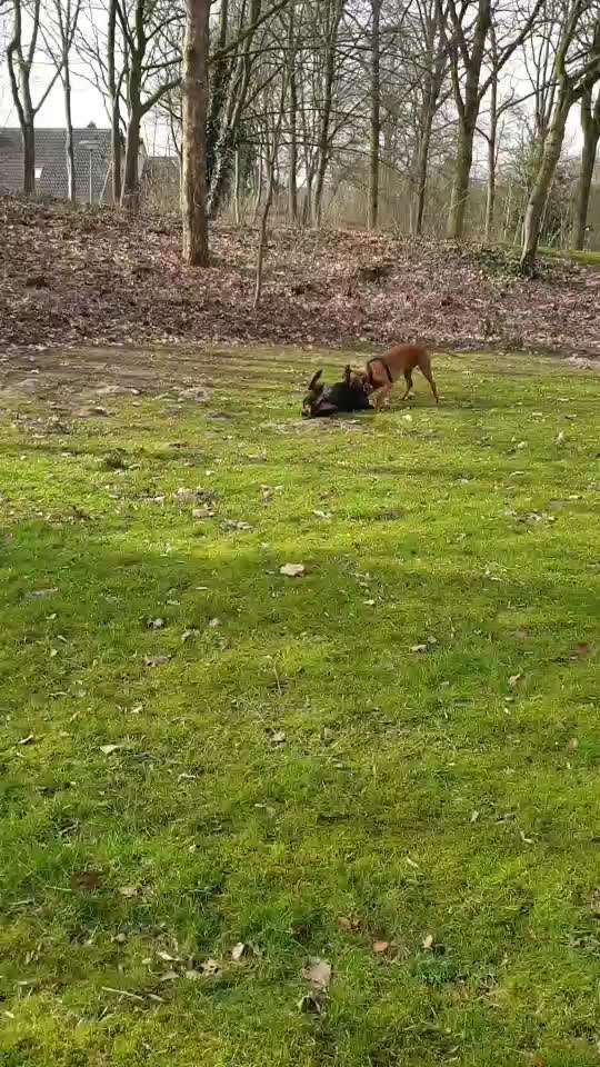 Rhodesian Ridgeback-Beitrag-Bild