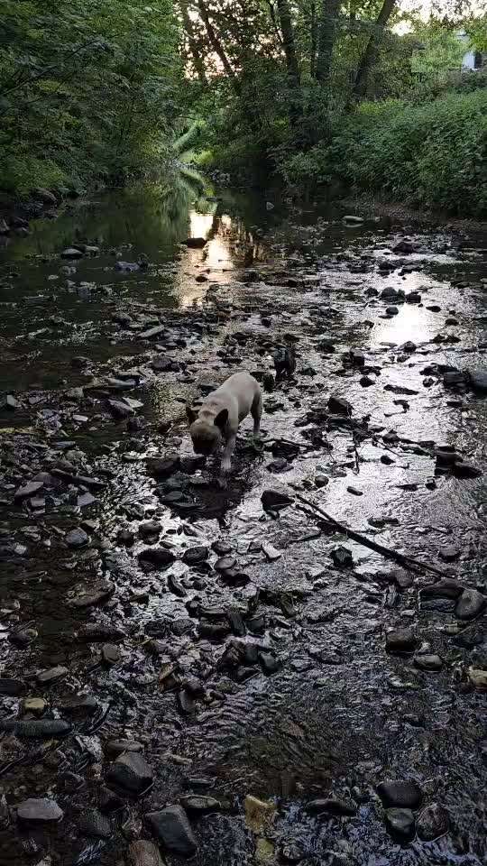 Die wunderschöne Welt mit Hund.-Beitrag-Bild