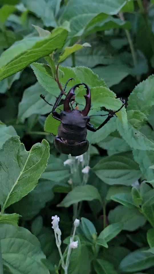 Die wunderschöne Welt mit Hund.-Beitrag-Bild