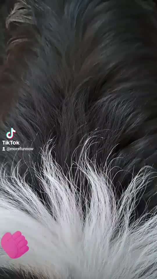 Hundekleidung - Top oder Flop-Beitrag-Bild