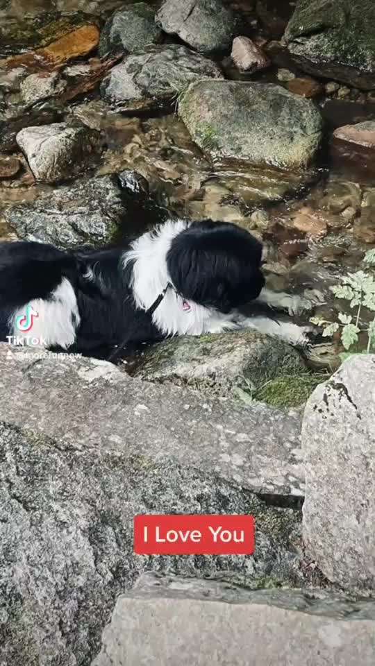 Neufundländer Freunde!-Beitrag-Bild