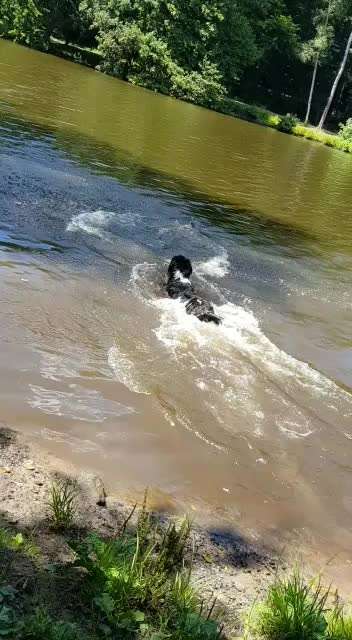 Rassen und ihre Eigenschaften-Beitrag-Bild