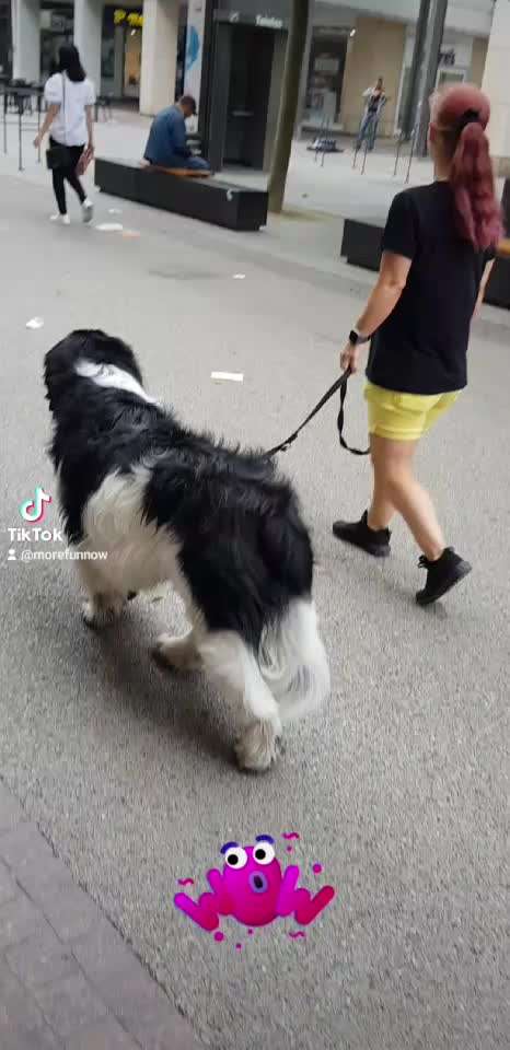 Neufundländer Freunde!-Beitrag-Bild