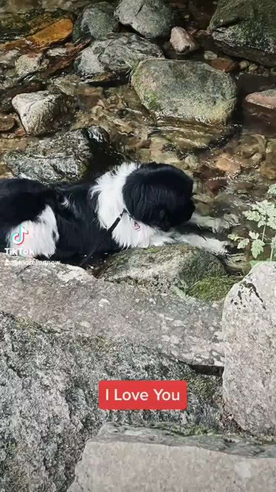 Weitere Große Schweizer Sennenhunde (oder andere große Rassen) hier?-Beitrag-Bild