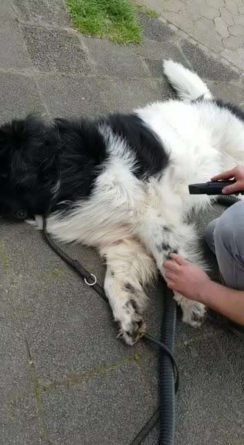 Ungewollte Streicheleinheiten etc.-Beitrag-Bild