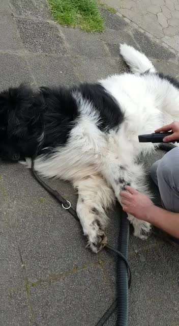 Neufundländer Freunde!-Beitrag-Bild