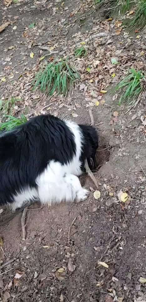 Welche Rasse? Und warum?-Beitrag-Bild