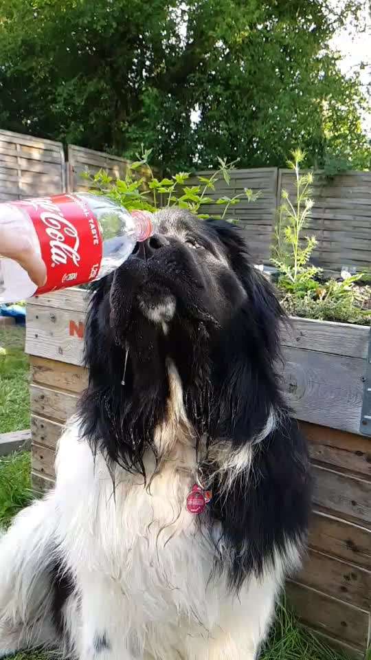 Rassenspezifische Farbbezeichnungen.... was ist euer Hund ? -)-Beitrag-Bild