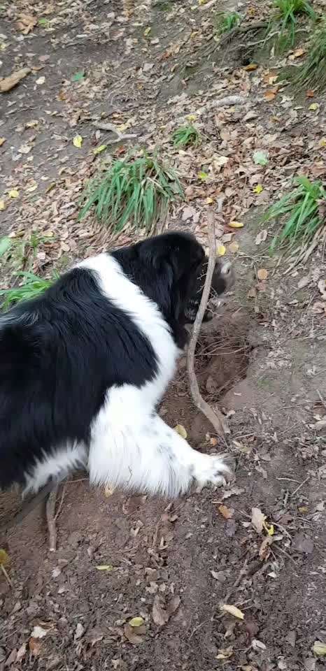 Neufundländer Freunde!-Beitrag-Bild