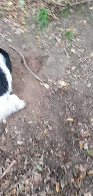 Wie kamt ihr auf die Rasse eures Hundes?-Beitrag-Bild