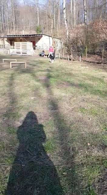 Neufundländer Freunde!-Beitrag-Bild