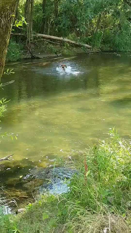 Rhodesian Ridgeback-Beitrag-Bild