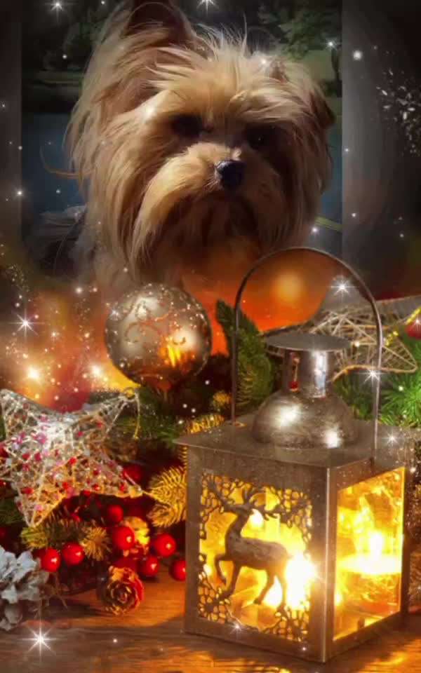 aktuelles Foto Gruppe Yorkshire Terrier