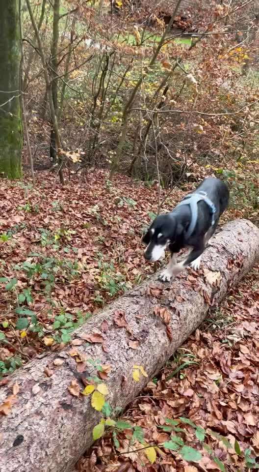 80. Trickspiel Balancieren-Beitrag-Bild