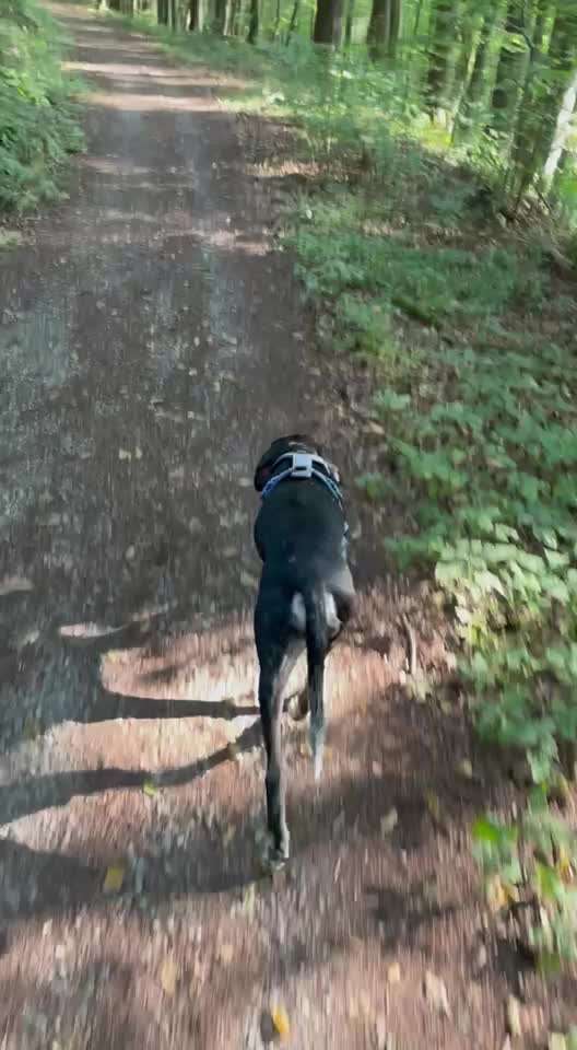 58.Impulskontrollchallenge " Geduld haben !"-Beitrag-Bild