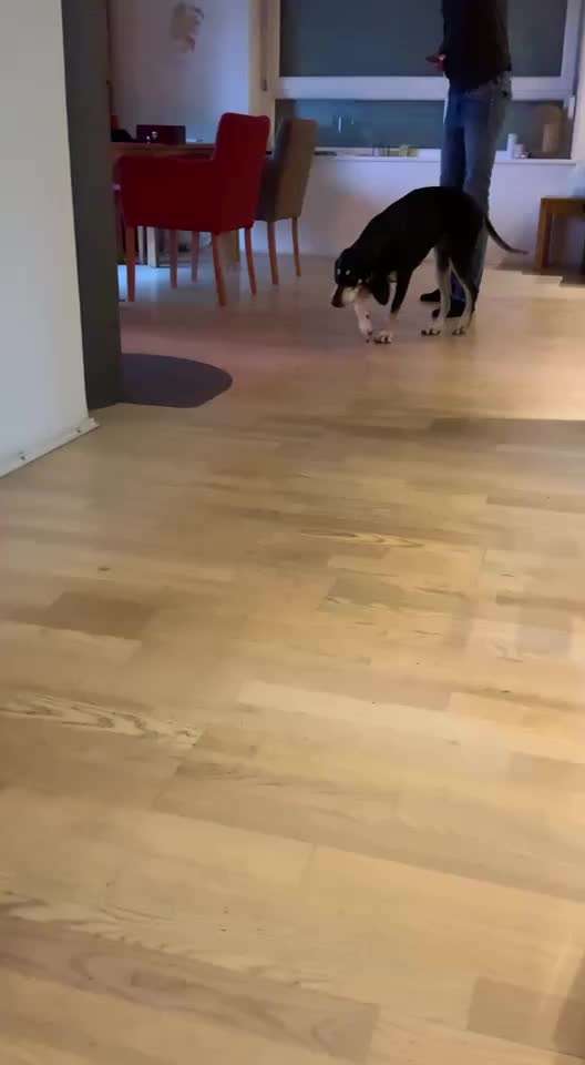 44.Tricktraining ,, Pfote auf Target,,-Beitrag-Bild