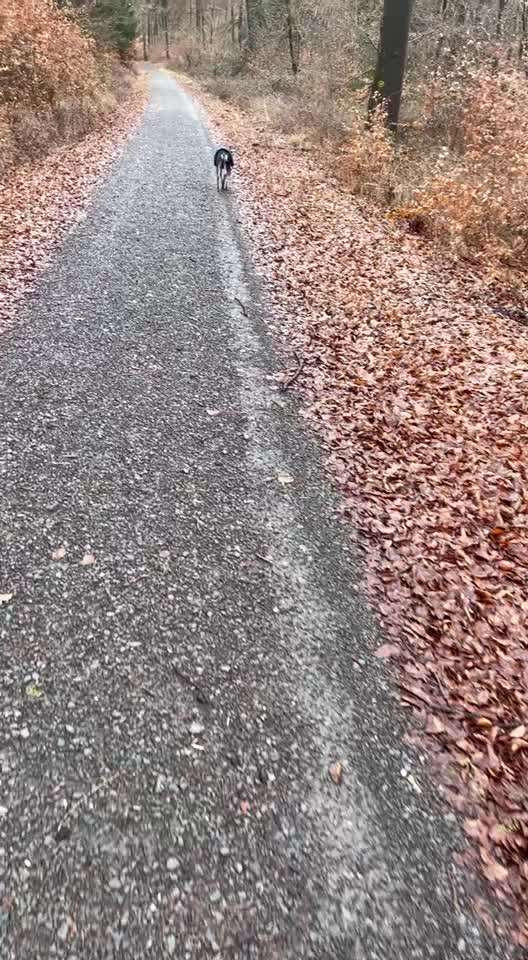 Impulskontrollübung Nr 69 : Ich achte auf Dich !-Beitrag-Bild