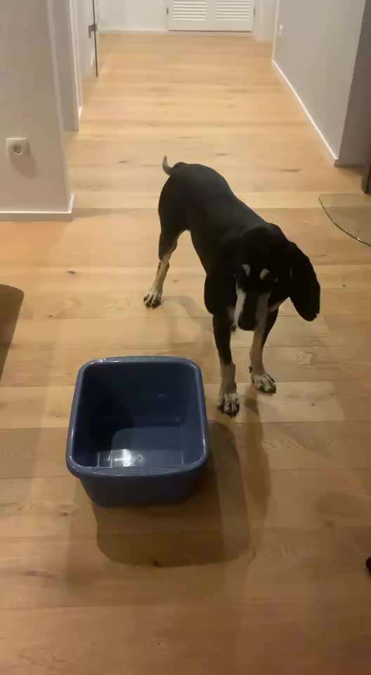 Trickchallenge Nr. 85   ,,Schau rein,,-Beitrag-Bild