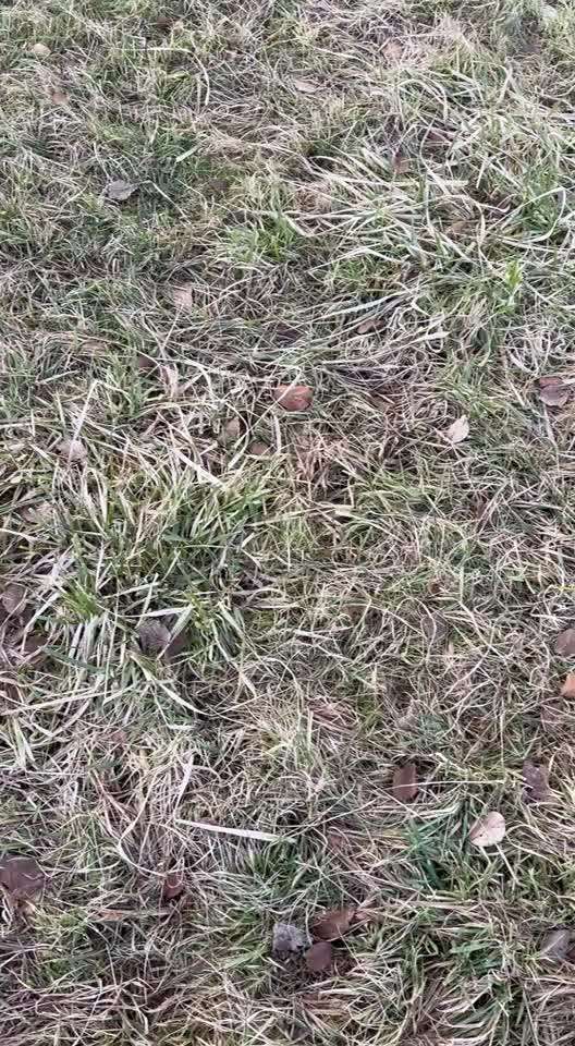 Impulskontrollübung 67: Laufbilder mit dem Hund 📸-Beitrag-Bild