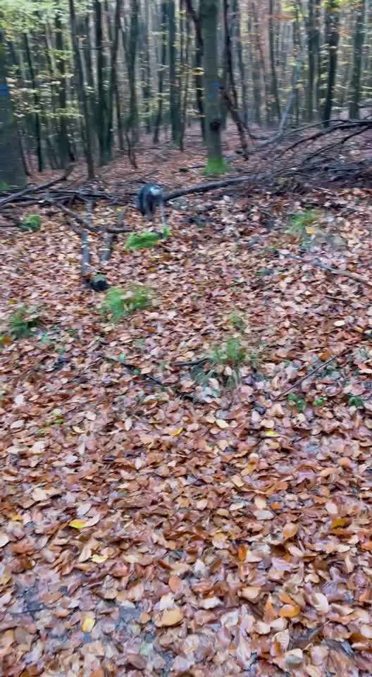 "Wege zur Freundschaft" (Ulli Reichmann)-Beitrag-Bild