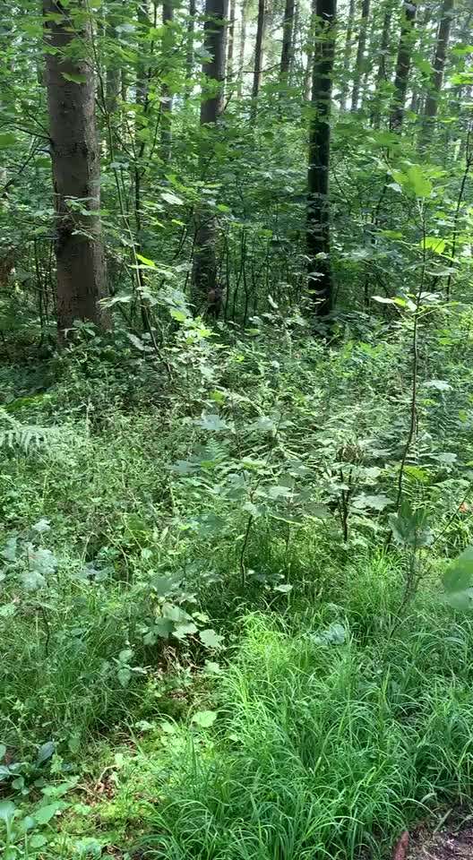 57. Impulskontrollchallenge (Zweiter Anlauf): Tiere beobachten-Beitrag-Bild